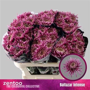 Chr G Baltazar Inten