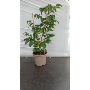 TOMATENPLANTEN