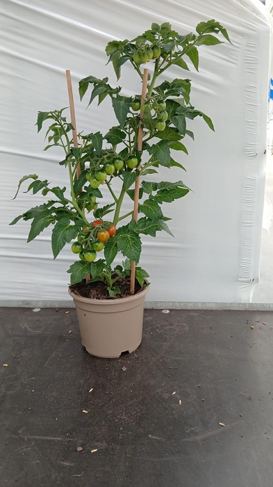 <h4>TOMATENPLANTEN</h4>