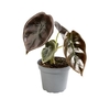ALOCASIA CUPREA P6 CUPERA RED