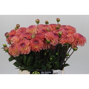 Dahlia Chanel