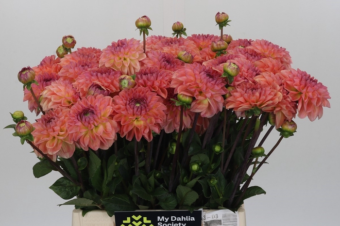 <h4>Dahlia Chanel</h4>