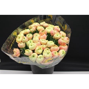 Cloni Super Grand Pastel