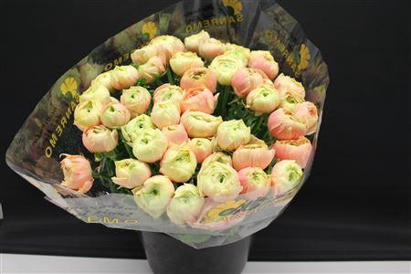 <h4>Cloni Super Grand Pastel</h4>