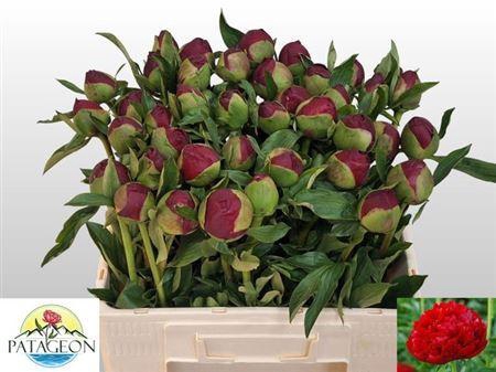 <h4>Paeo Christm Velvet</h4>