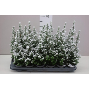 Chamaecyparis Th Top Point Snow