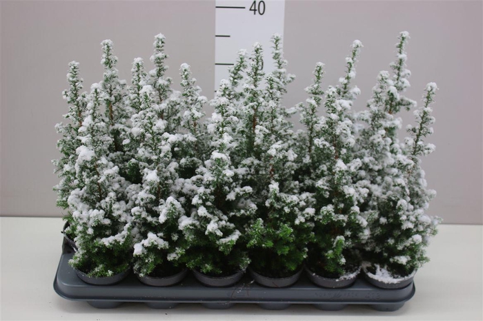 <h4>Chamaecyparis Th Top Point Snow</h4>