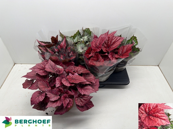 <h4>BEG BEL GEM</h4>