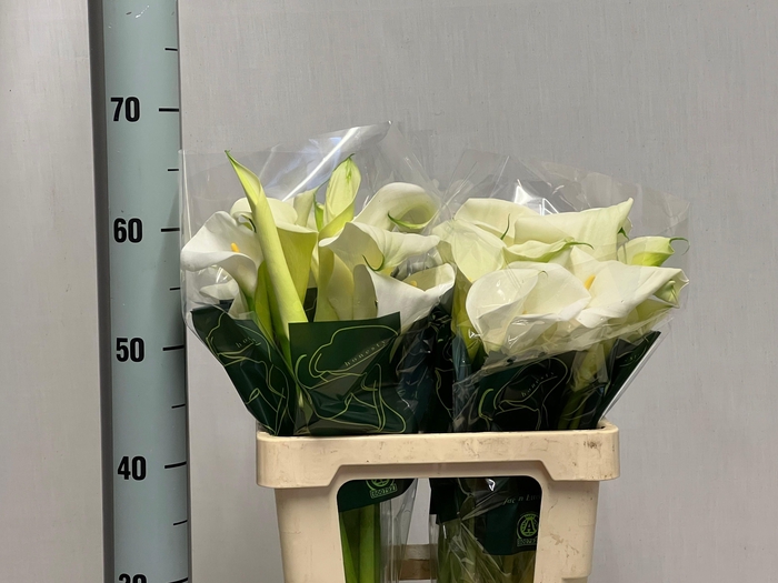 <h4>ZANT AE CHILDSIANA</h4>