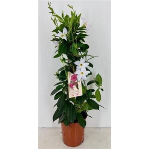 Mande Rio White