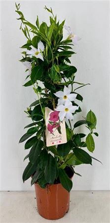 <h4>Mande Rio White</h4>
