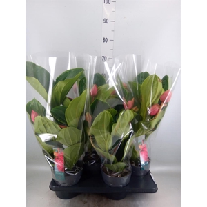Medinilla magn. 'Flamenco'