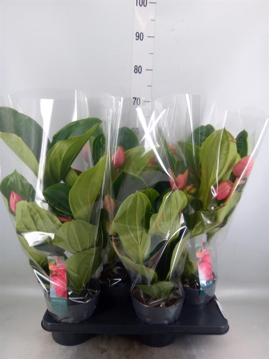 <h4>Medinilla magn. 'Flamenco'</h4>