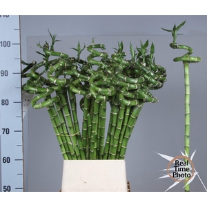Drac S Lucky Bamboo
