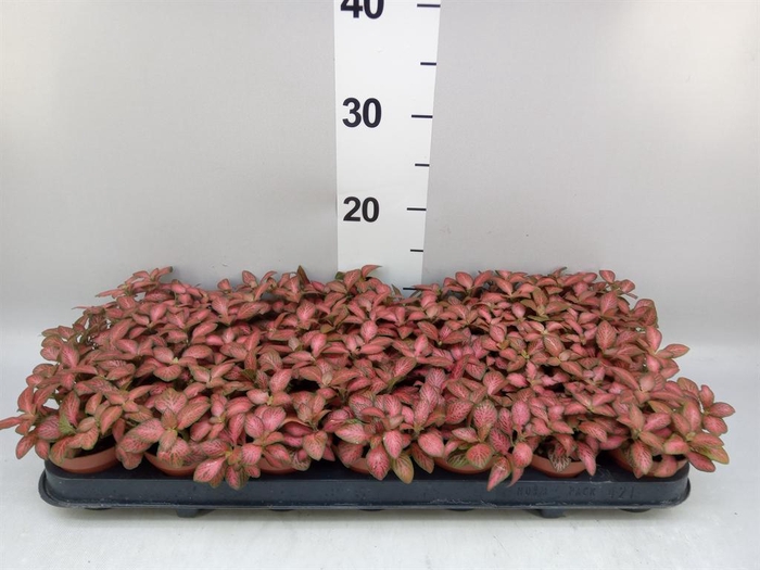 <h4>Fittonia verschaf. 'Red Star'</h4>