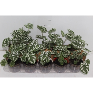 CALADIUM MINI WHITE GREEN P11