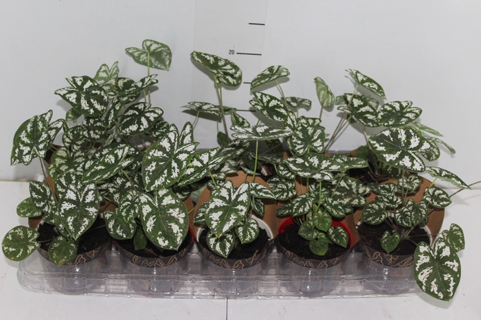 CALADIUM MINI WHITE GREEN P11