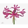 Nerine Katjana