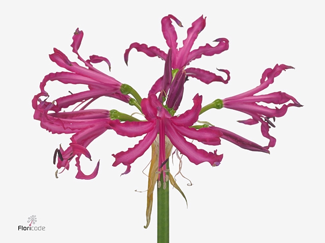 Nerine Katjana