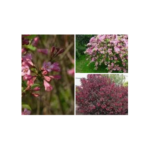 Weigela overig
