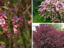 <h4>Weigela overig</h4>