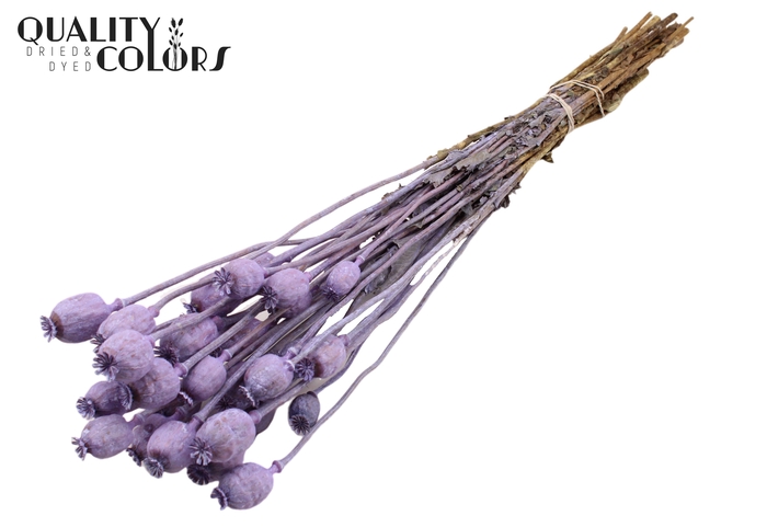 <h4>Papaver per bunch Frosted Milka</h4>