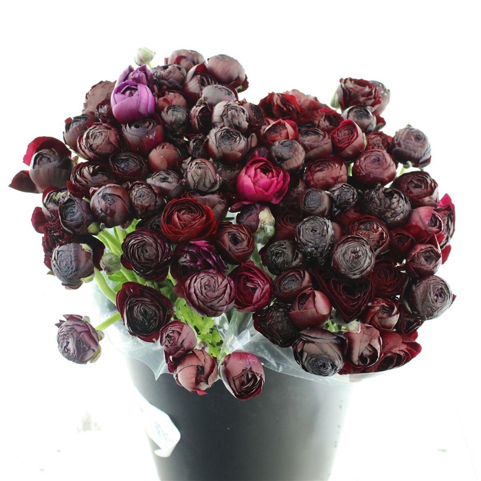 <h4>Ran El Sr Nero Extra</h4>