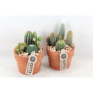 arr3 UB - Terra cotta x6 cactus