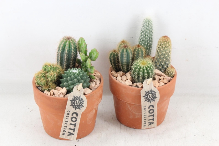 <h4>arr3 UB - Terra cotta x6 cactus</h4>