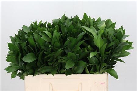 <h4>Ruscus Hypophyllum</h4>