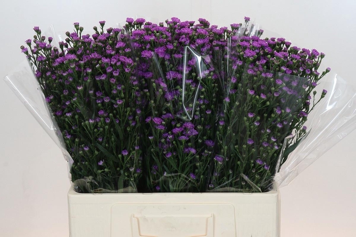 <h4>AST ASTEE M BABY PIN</h4>