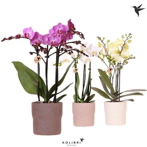 Kolibri Orchids Phalaenopsis mix 3 spike in Rustic pot sand mix