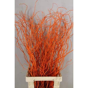 Salix Tortuosa Orange