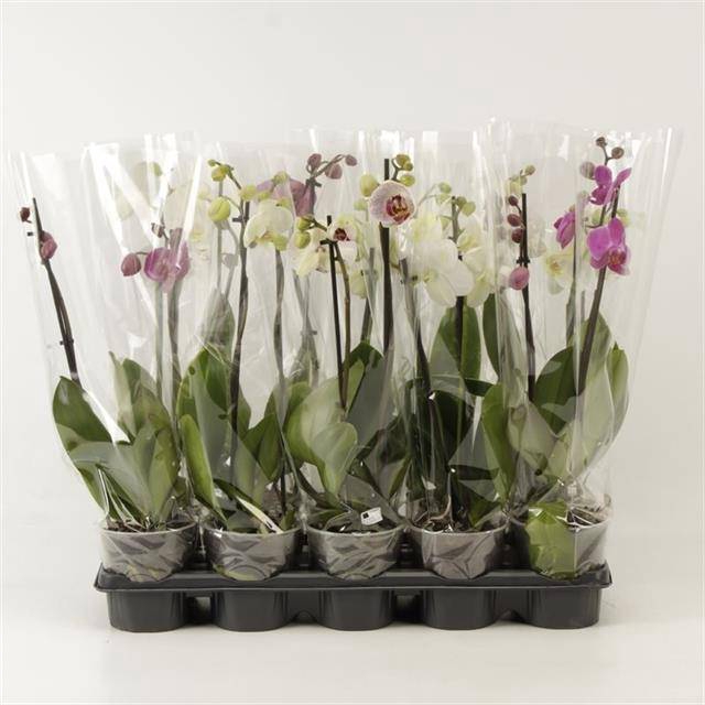 <h4>PHAL SHORTY MIX 2 TAK A2</h4>