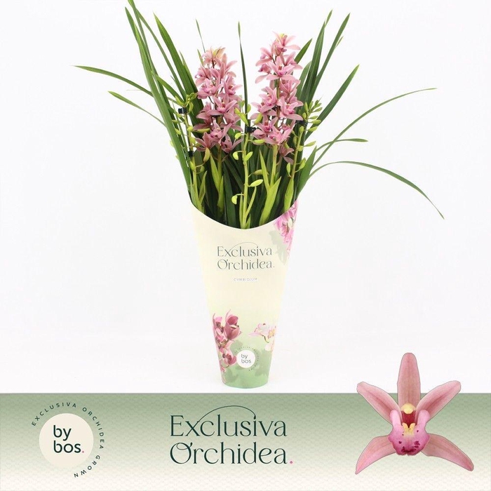 <h4>Cymbidium, Pinky 5-spike 'Exclusiva Orchidea' Potcover</h4>