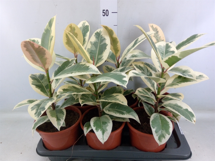 <h4>Ficus elastica 'Tineke'</h4>