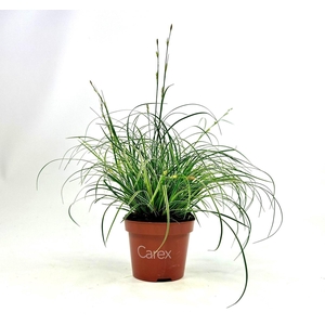 Carex Snowline p10,5
