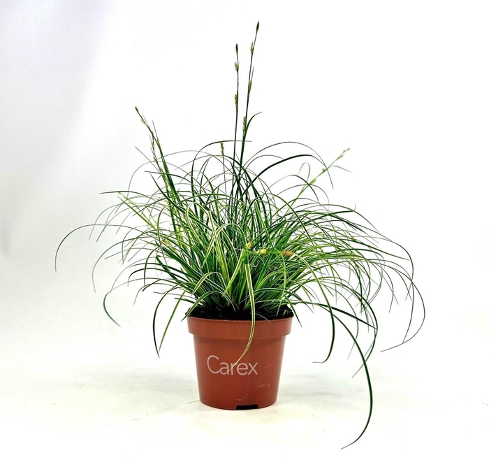 <h4>Carex Snowline p10,5</h4>