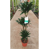 Dracaena overig
