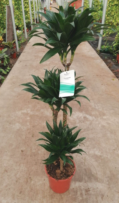 Dracaena overig