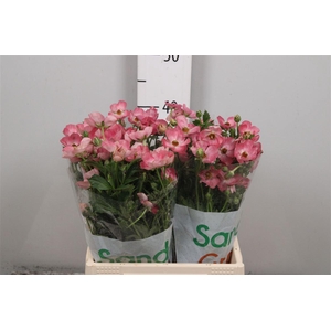 Ran Magical Strawberry