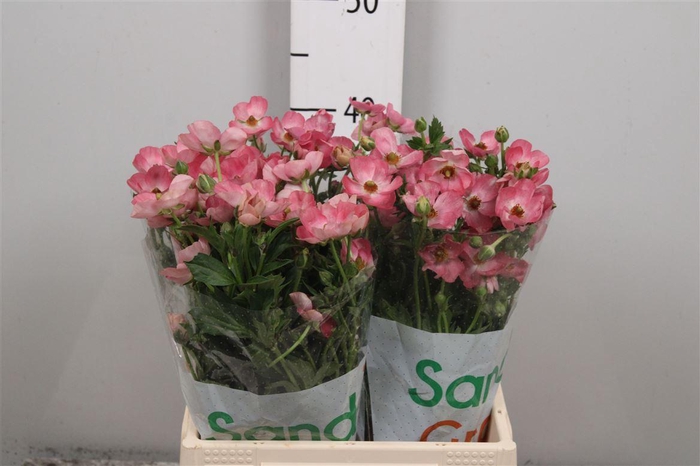 <h4>Ran Magical Strawberry</h4>