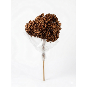 Dried Bleached Hydrangea Anna Mocca