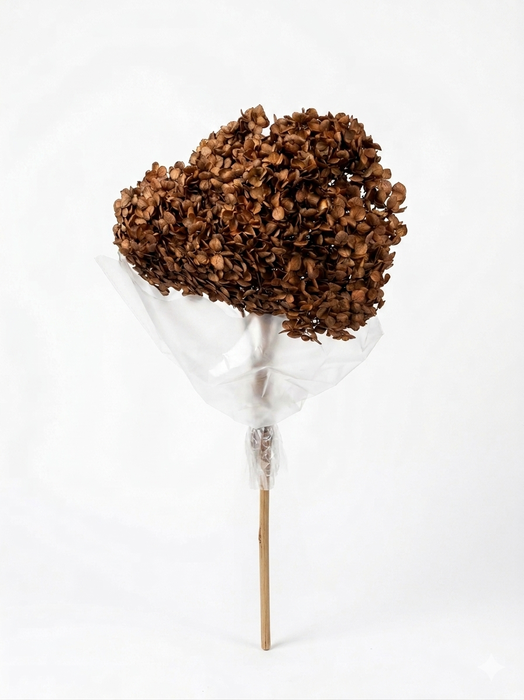 <h4>Dried Bleached Hydrangea Anna Mocca</h4>