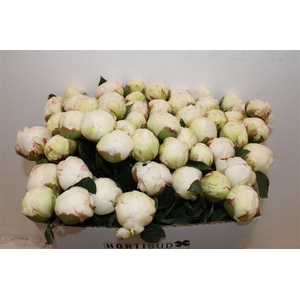 Paeo L Bowl Of Cream