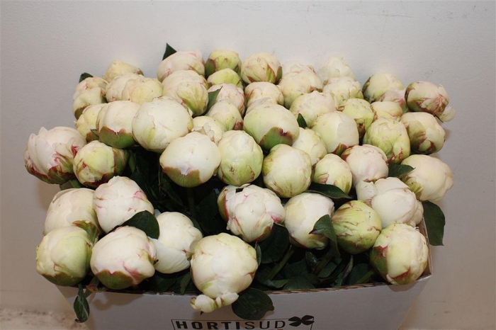 <h4>Paeo L Bowl Of Cream</h4>