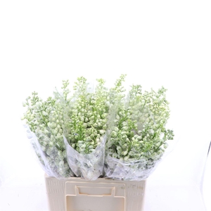 Delphinium Magic Fountains White