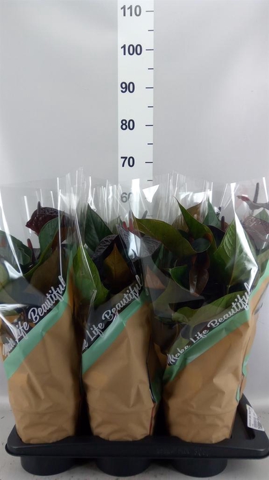 <h4>Anthurium andr. 'Beauty Black'</h4>