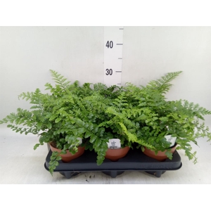 Asplenium  'Parvati'