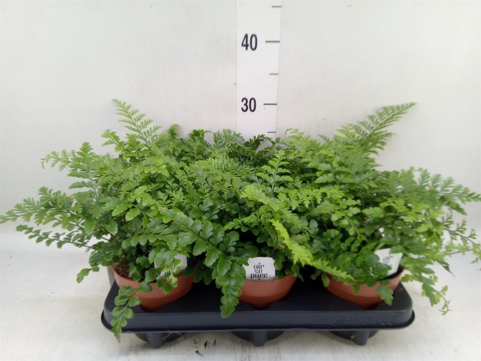 <h4>Asplenium  'Parvati'</h4>